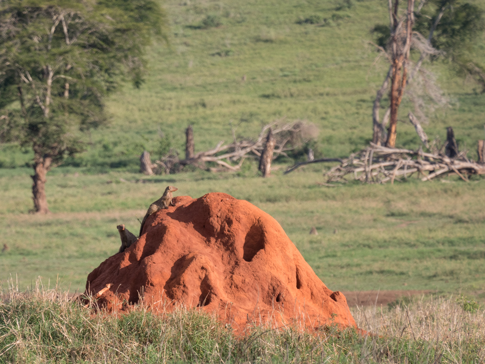 safari-kenia-timon-en-poemba