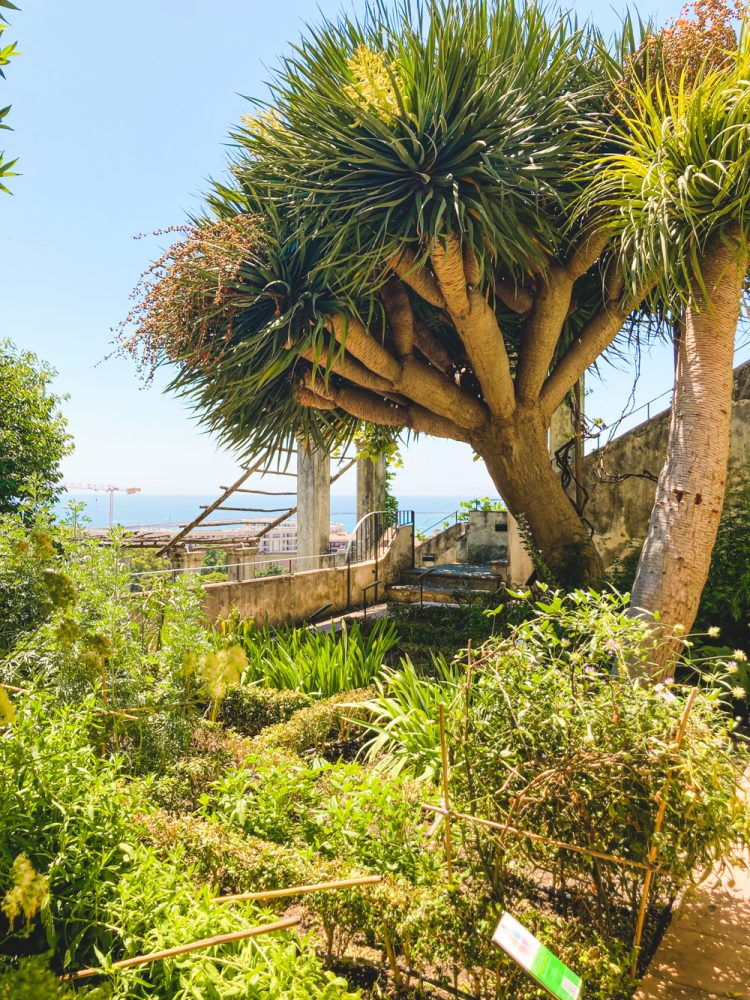 salerno Uitzicht vanuit botanische tuin (2)