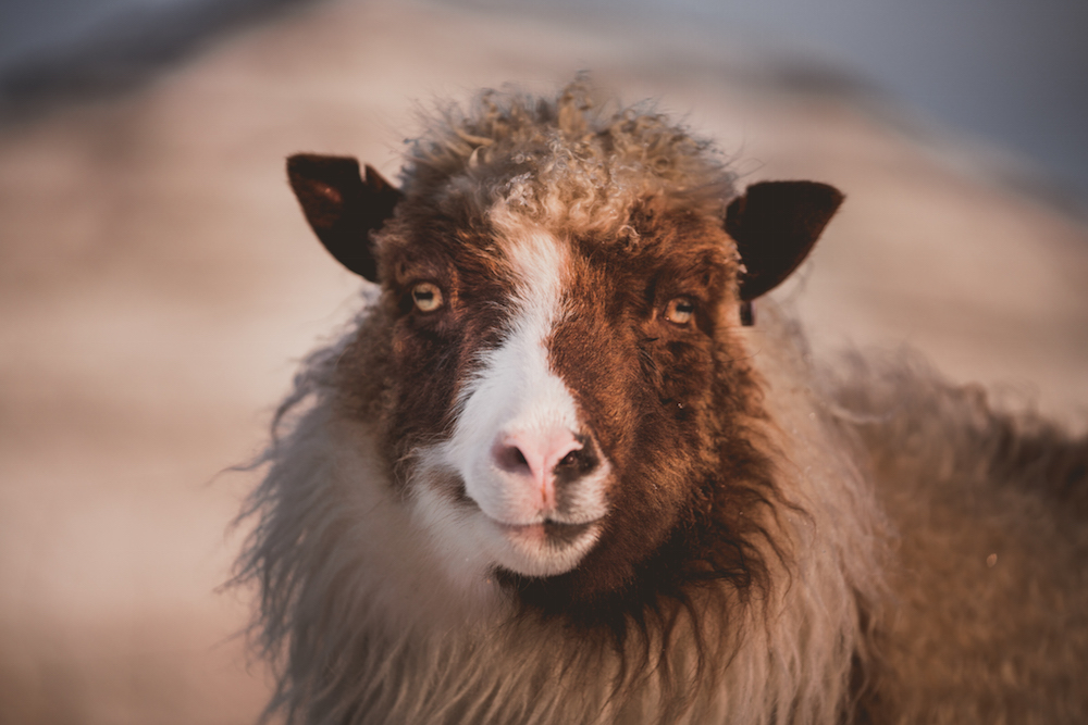 schaap Faroer Eilanden