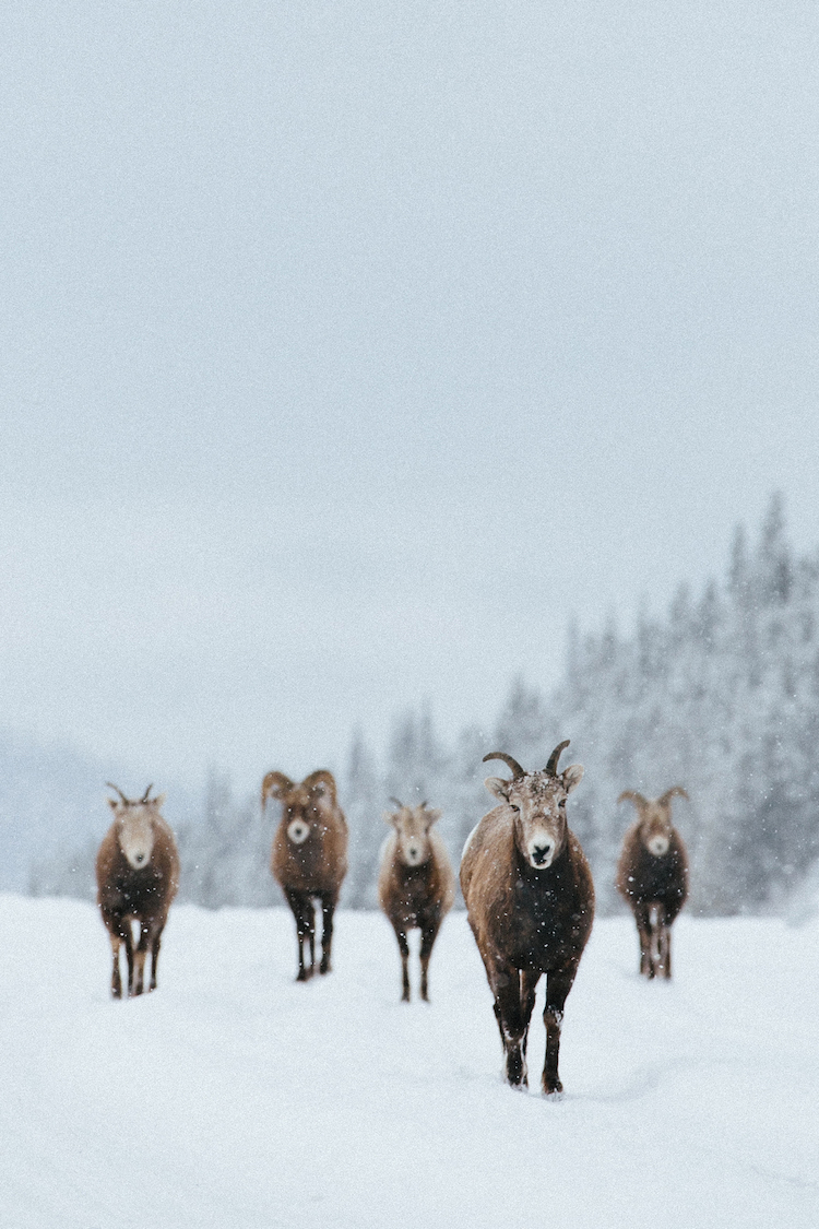 schapen canada winter