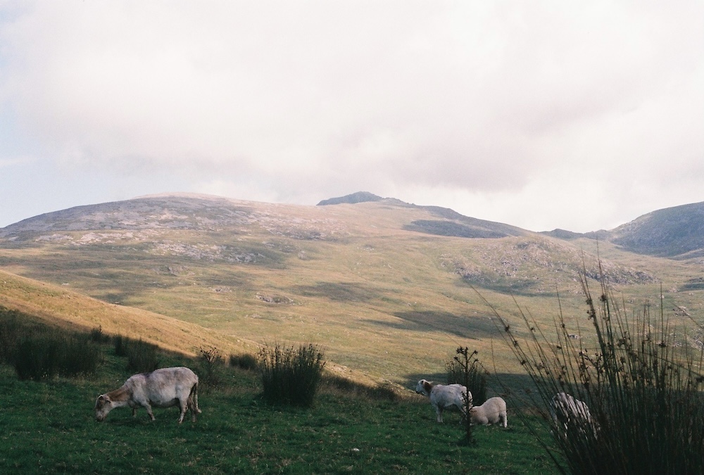 schapen op Cadair Idris