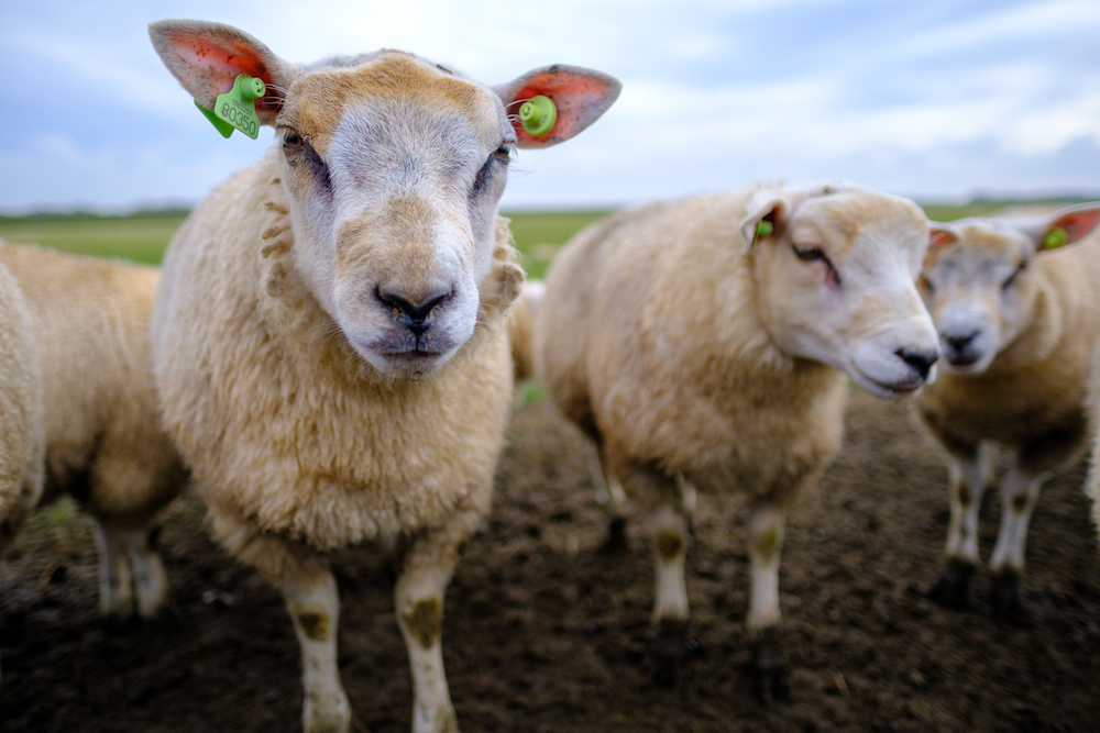 schapen op texel fietsvakantie fietsen