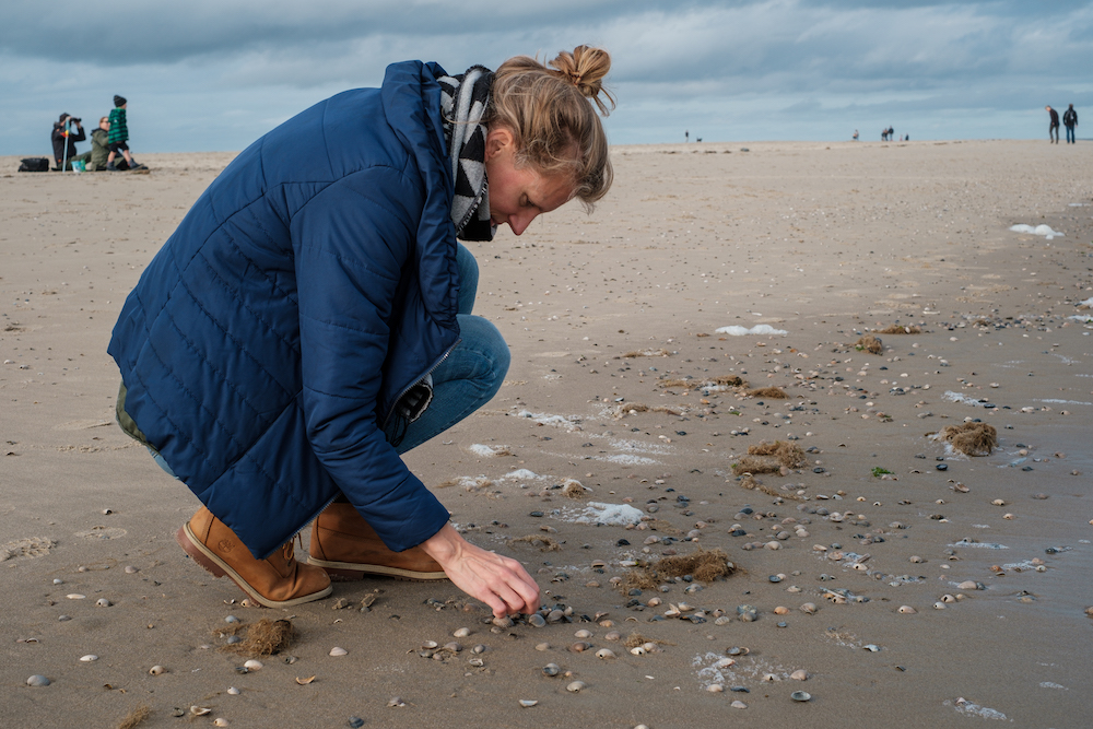 schelpen zoeken strand texel