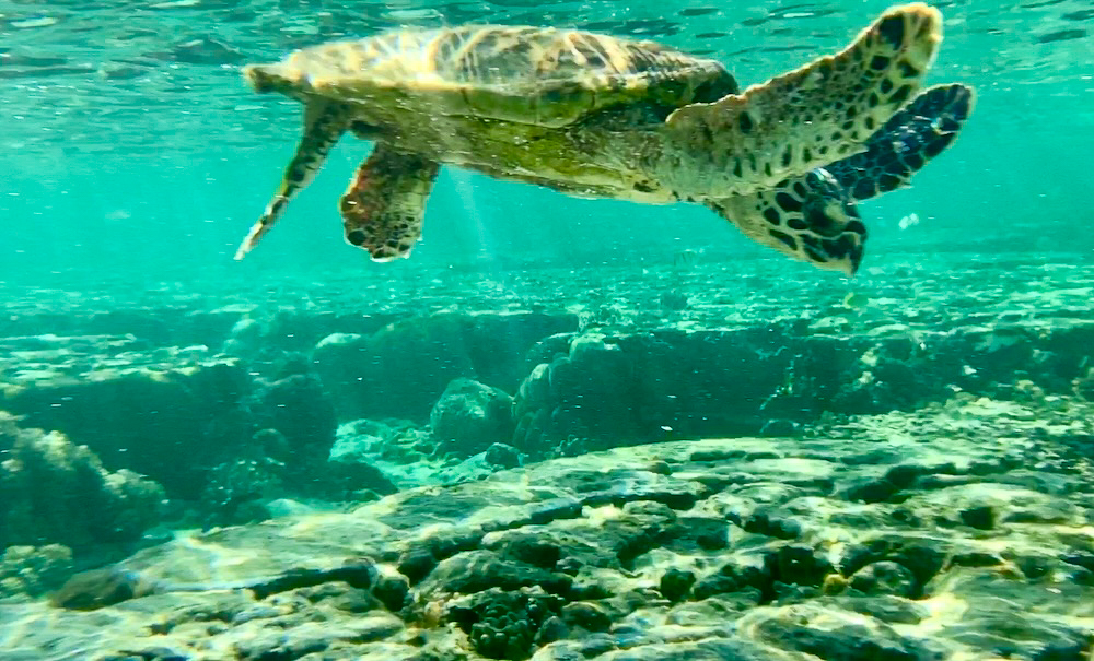 schildpad Lady Elliot Island