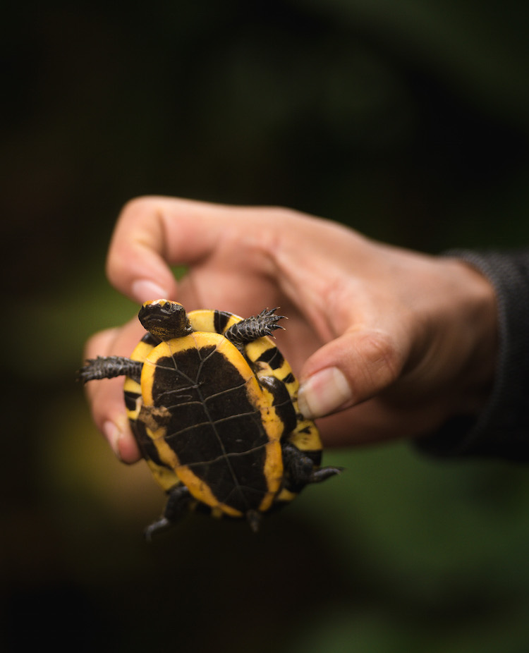 schildpad manu jungle