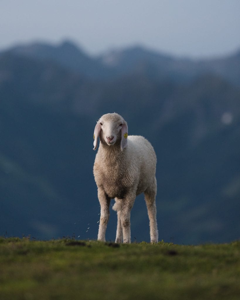 schladming dachstein schapen oostenrijk-28