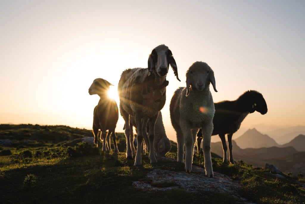 schladming dachstein schapen oostenrijk-31