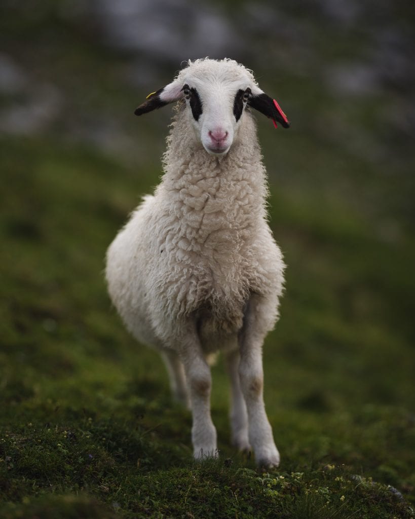 schladming dachstein sheep-24