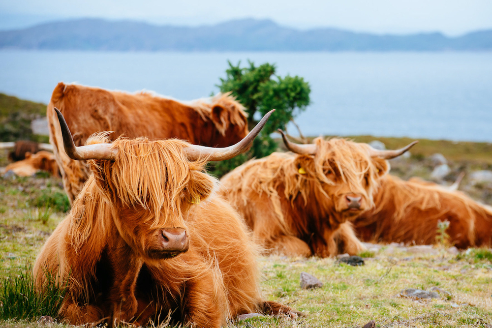 schotse hooglanders schotland rally