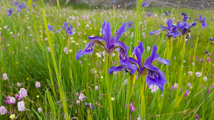 shangri-la-hike-yak-velden-bloemen