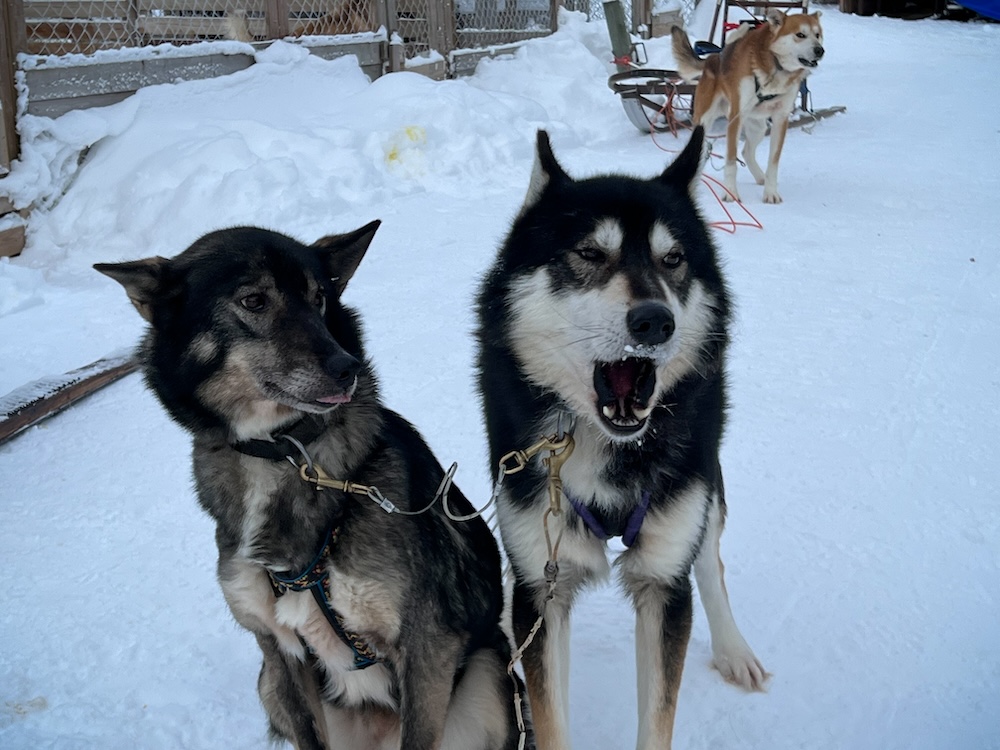 sledehonden in lulea