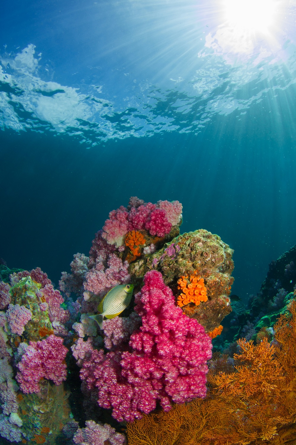 snorkelen bij Koh Lipe