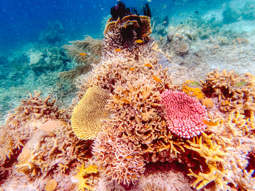 snorkelen expeditie