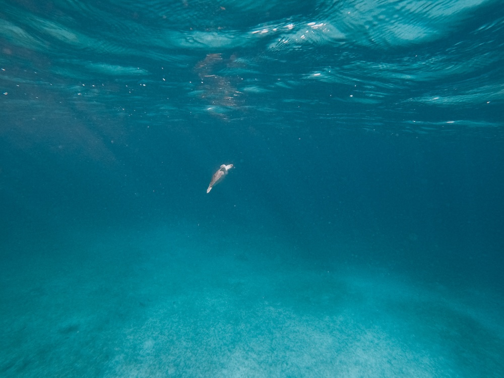 snorkelen in Arikok