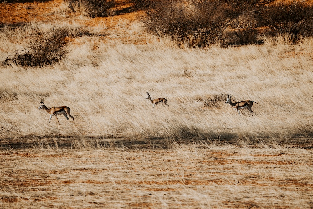 springbokken in Kalahari