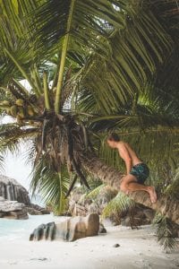 strand la digue seychellen palmboom beklimmen