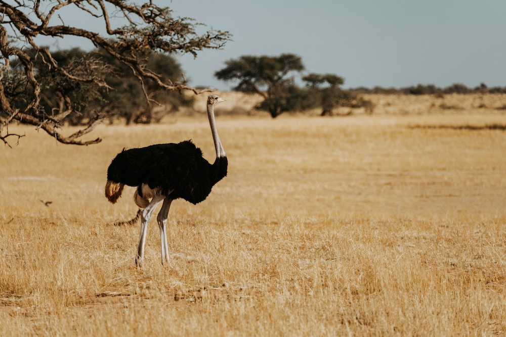 struisvogel in Kalahari