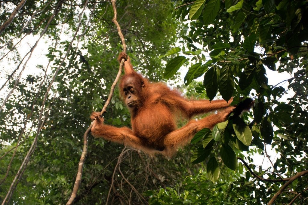 sumatra Orang-Oetan Bukit Lawang_