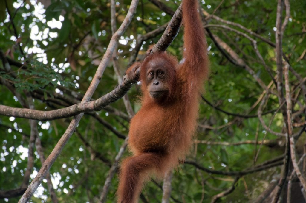 sumatra Orang-Oetan Bukit Lawang_-2