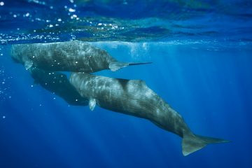 swim with whales dominica