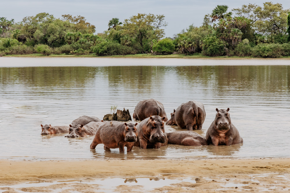 tanzania safari nijlpaarden selous