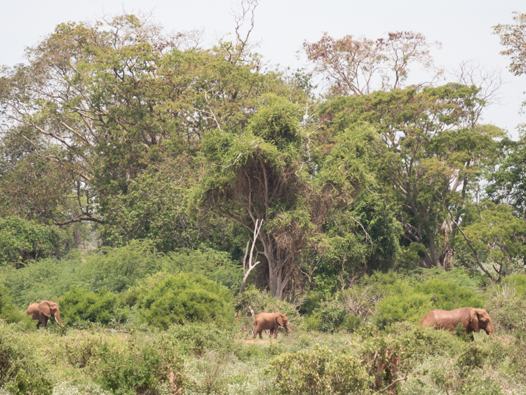 tenBoma olifanten kenia