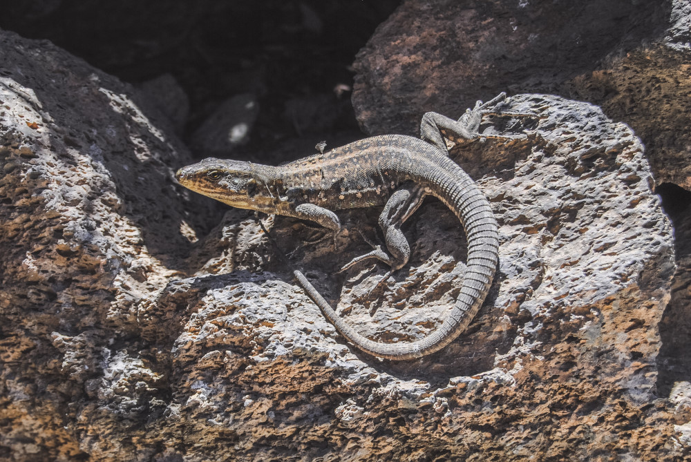 tenerife tips wildlife