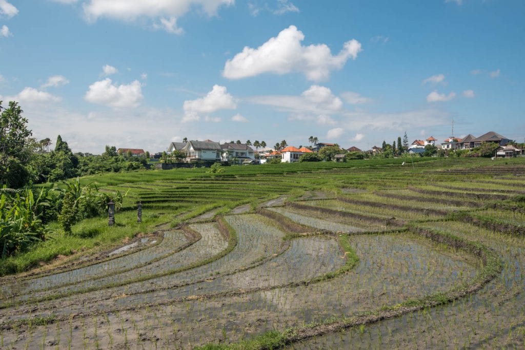 tips canggu bali rijstvelden