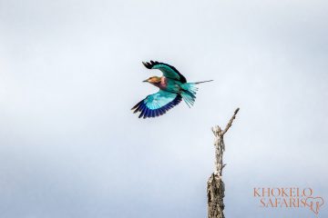 tips safari in Botswana