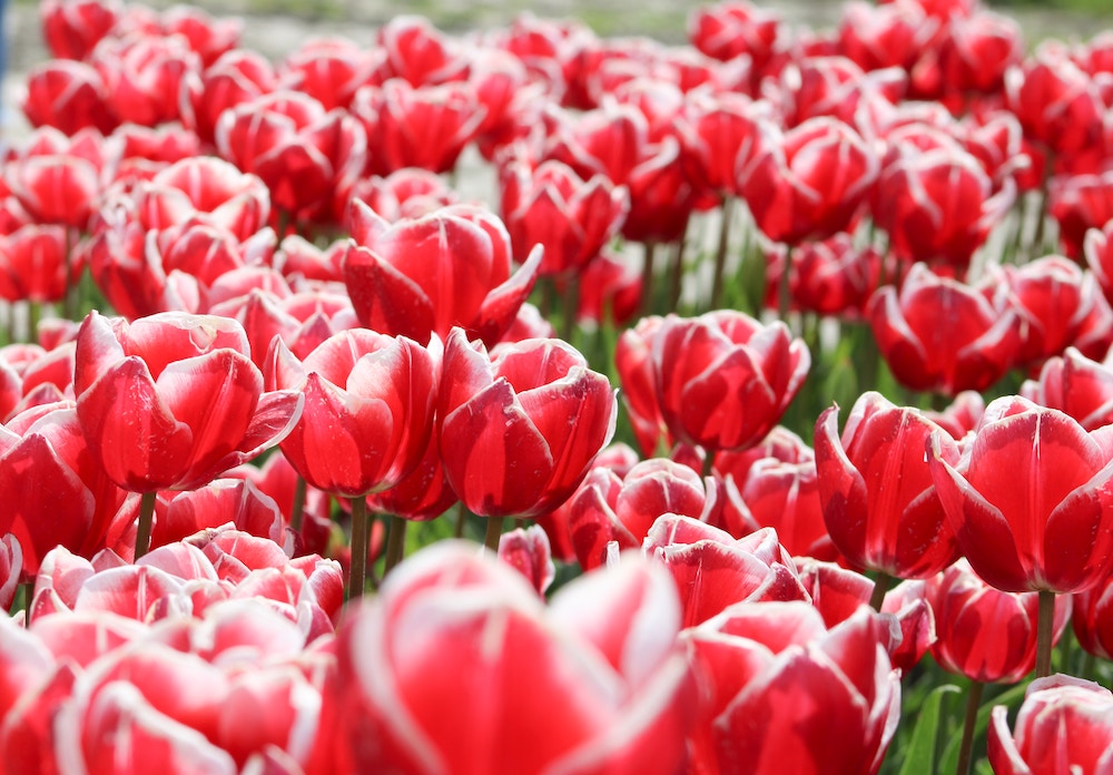 tulpenvelden in Nederland