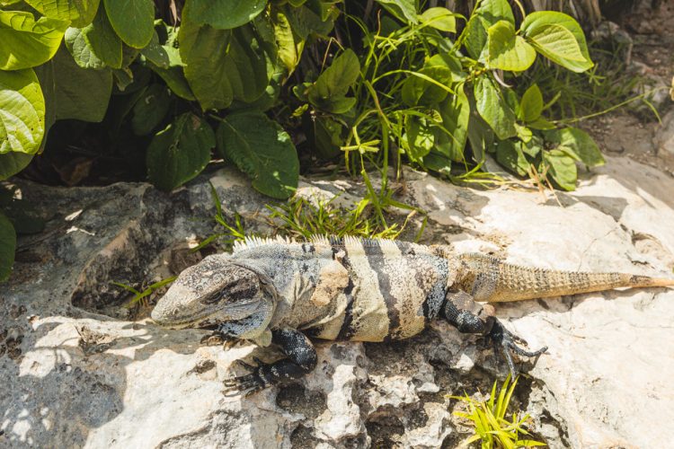 tulum maya tempel iguanas