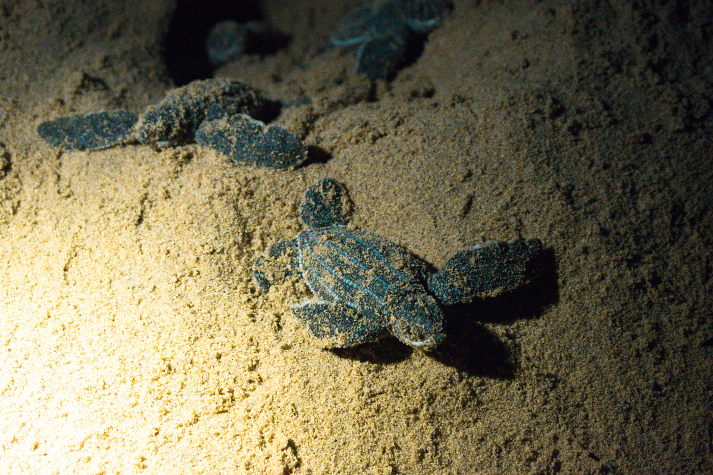 turtle tour zuid afrika baby schildpadden