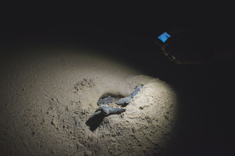 turtle tour zuid afrika schildpadden st lucia nest