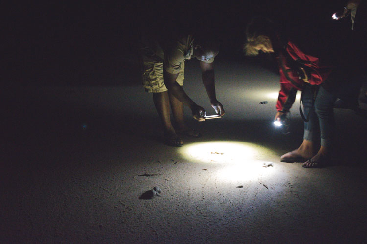 turtle tour zuid afrika schildpadden st lucia