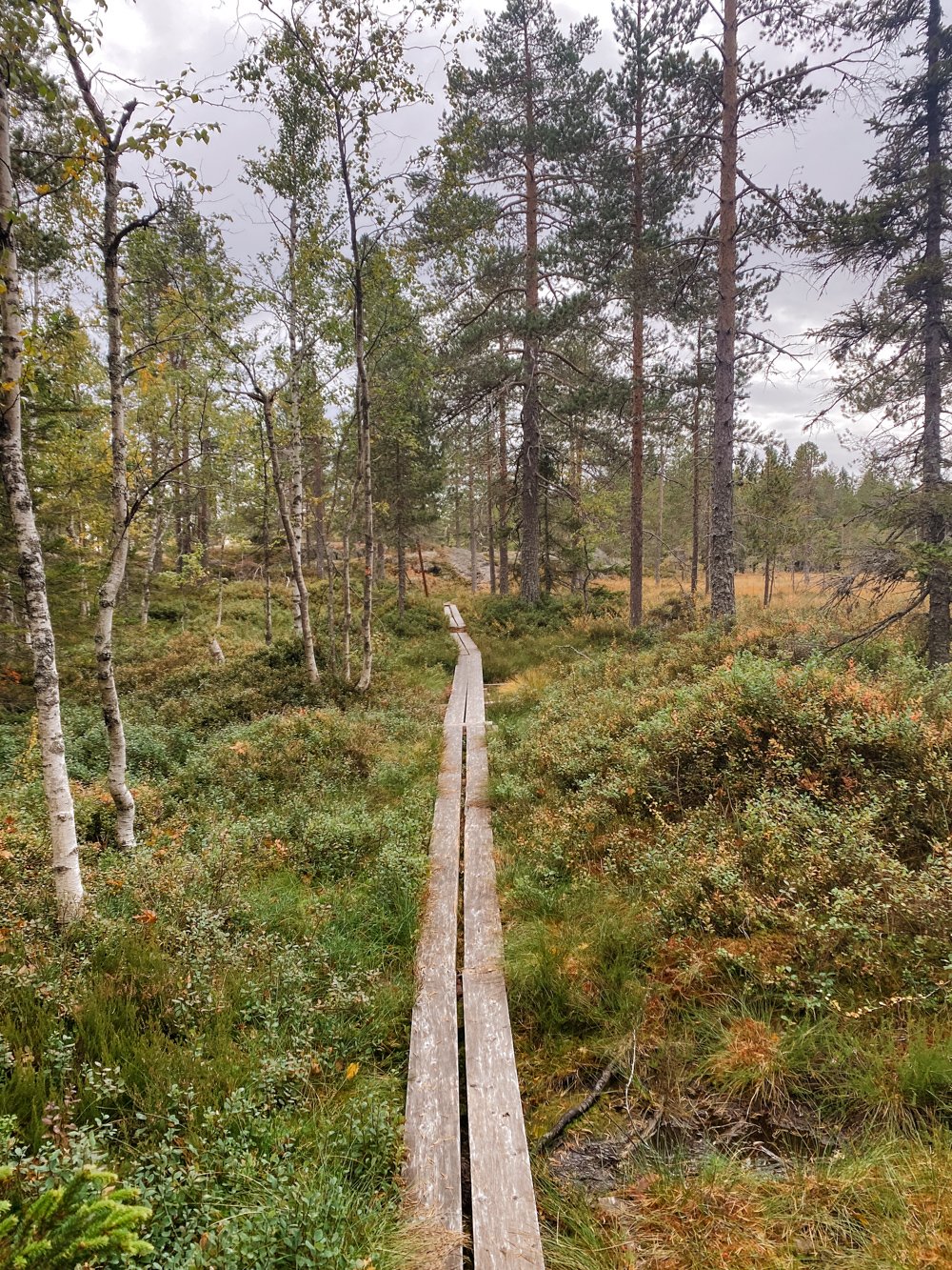 umea zweden tavelsjo