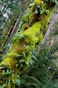 vancouver island bomen