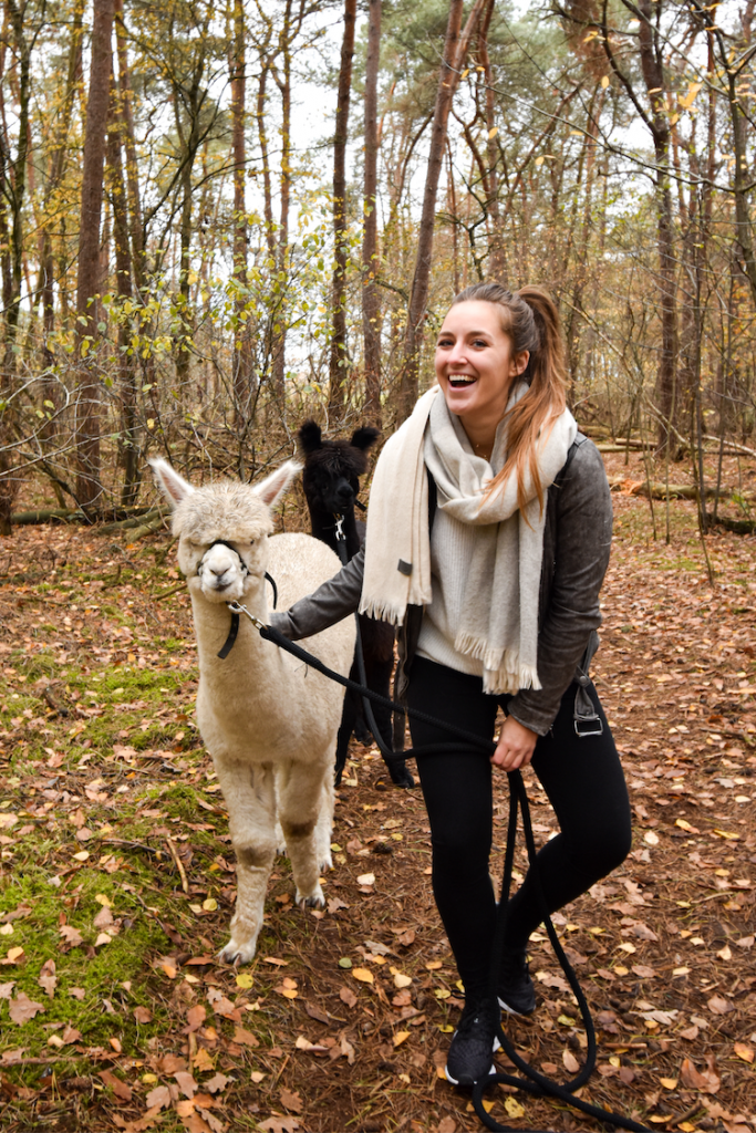 verrassingsreis nederland alpaca wandeling