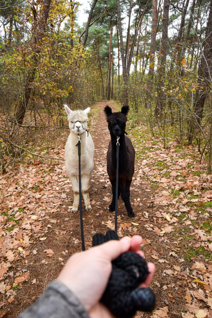 verrassingsreis nederland srprs.me alpaca wandeling