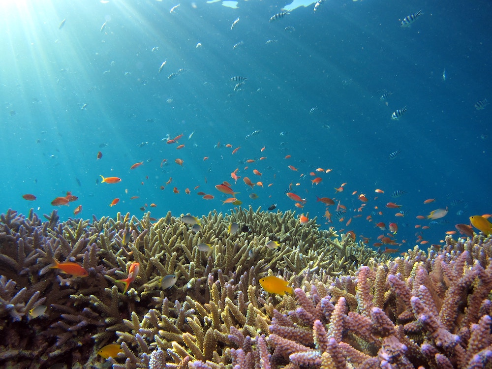 visjes tijdens het snorkelen