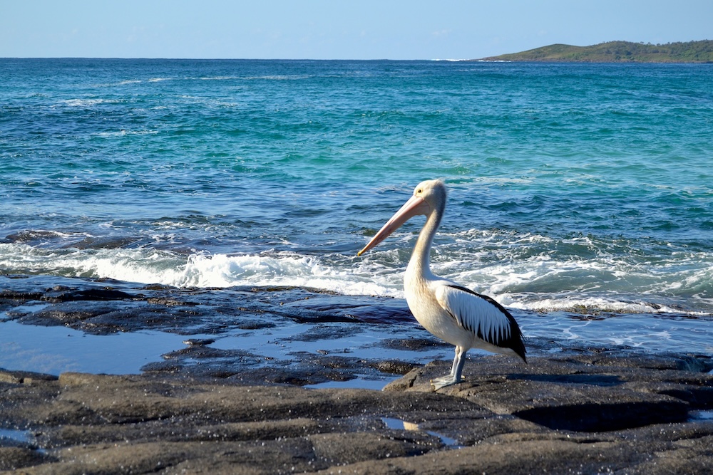 vogel australie oostkust