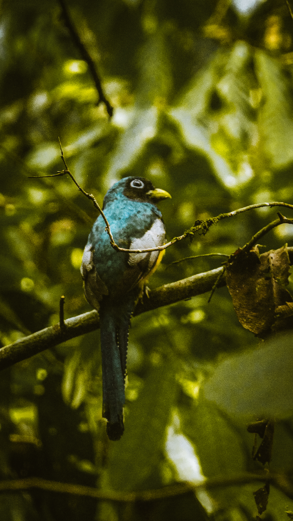 vogel in Corcovado