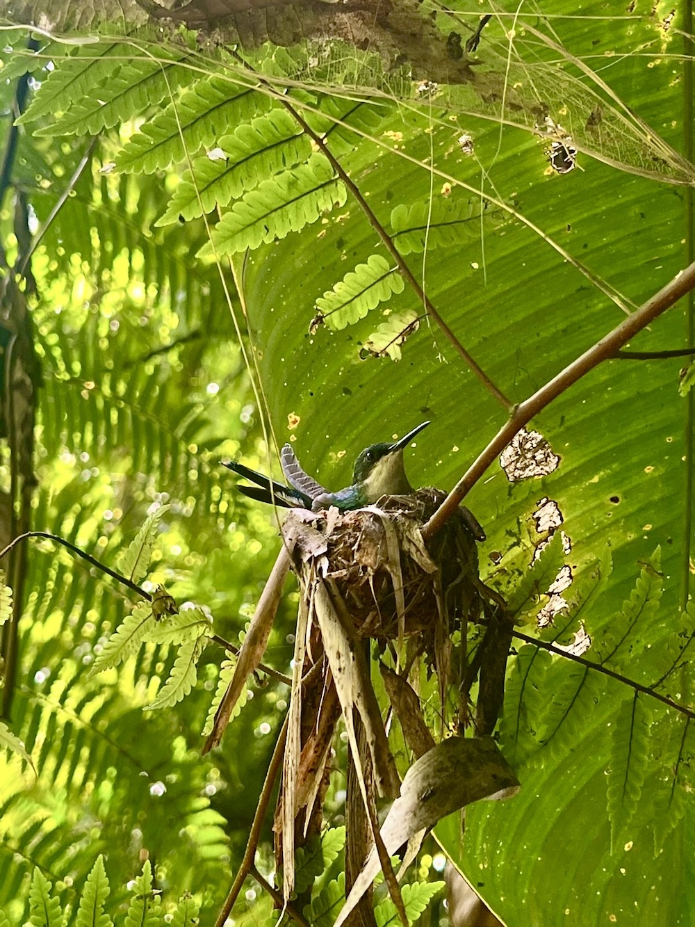 vogel op Dominica Middleham