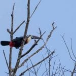 vogels in jungle suriname