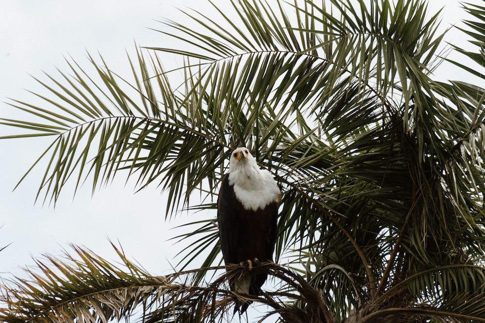 vogels in rwanda reizen