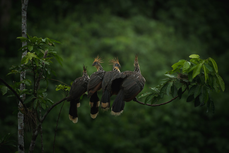 vogels manu jungle peru dieren