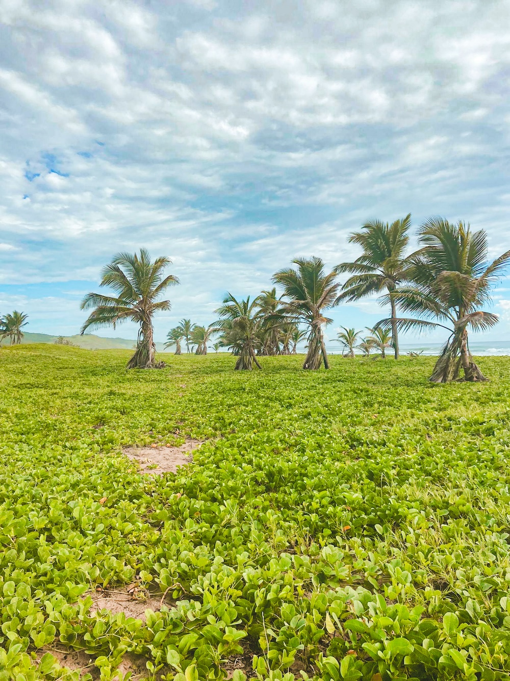 walkers barbados