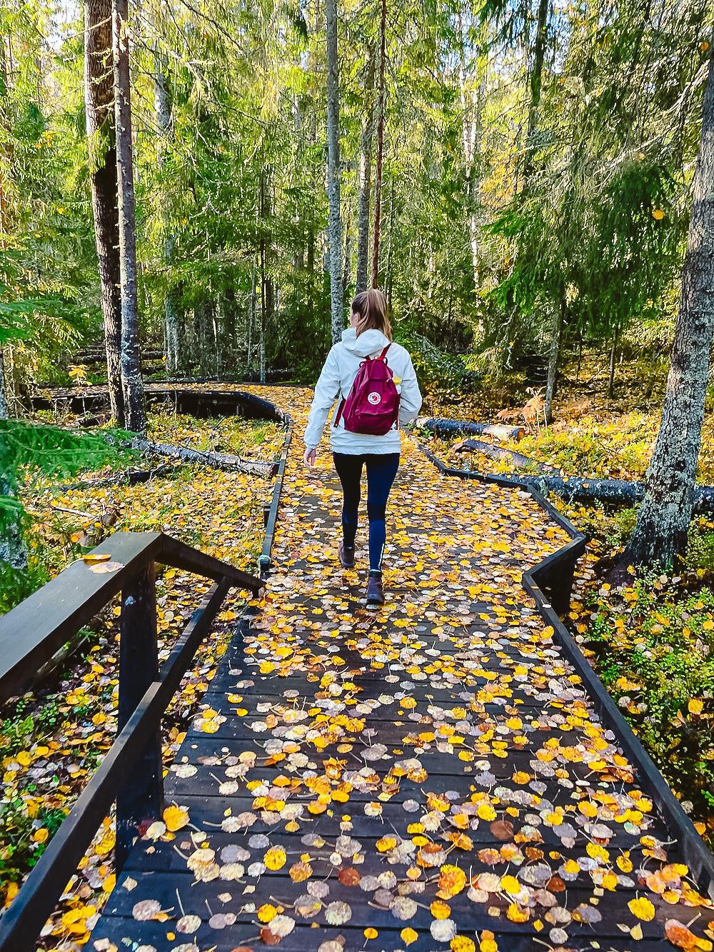 wandelen door Skuleskogen national park