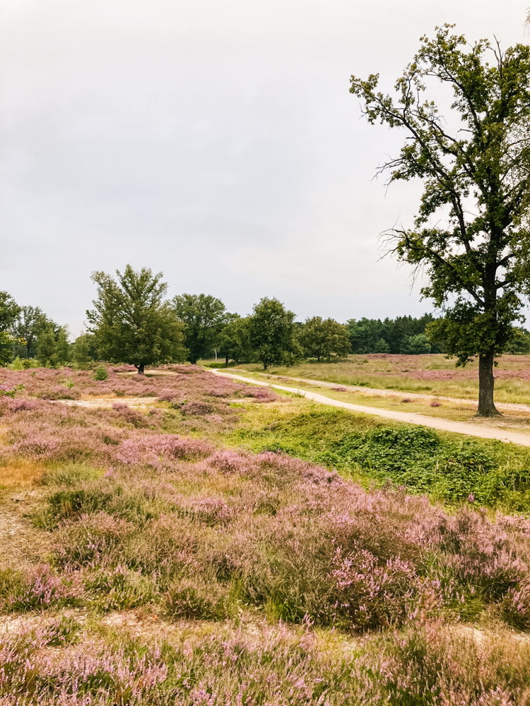 wandelen kampina natuurgebied paarse heide