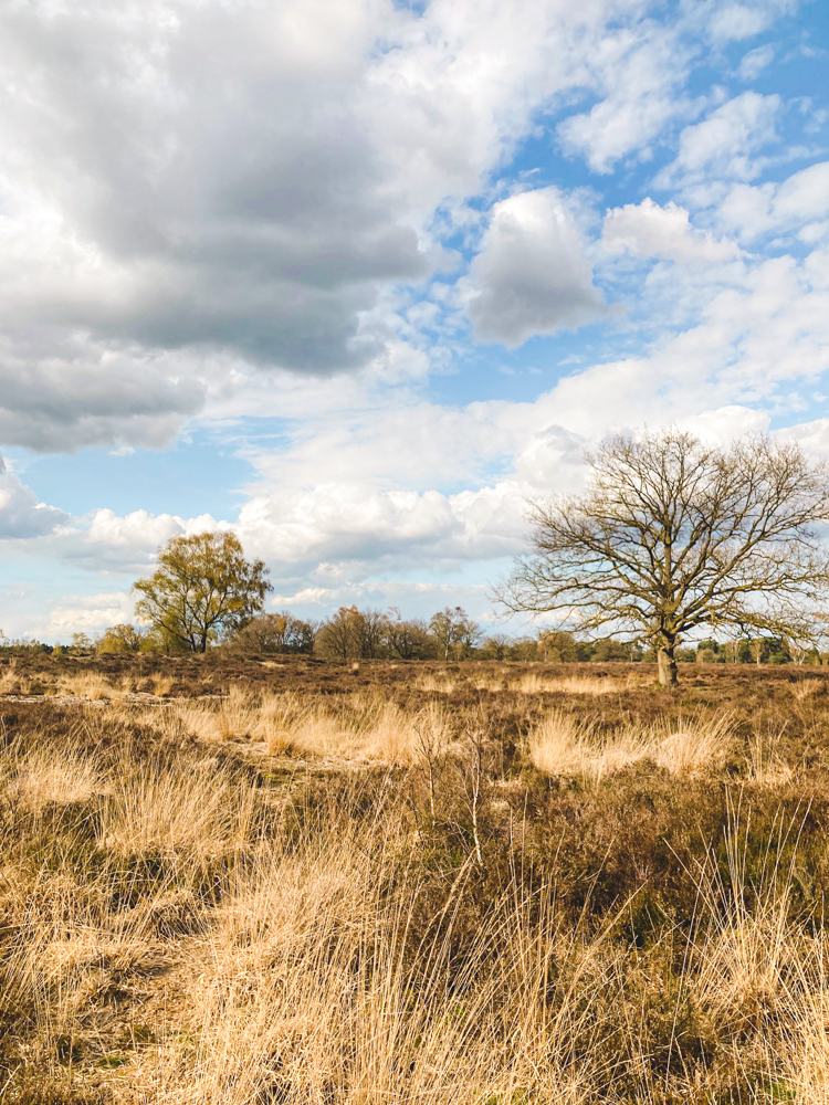 wandelen kampina natuurgebied wandelroute