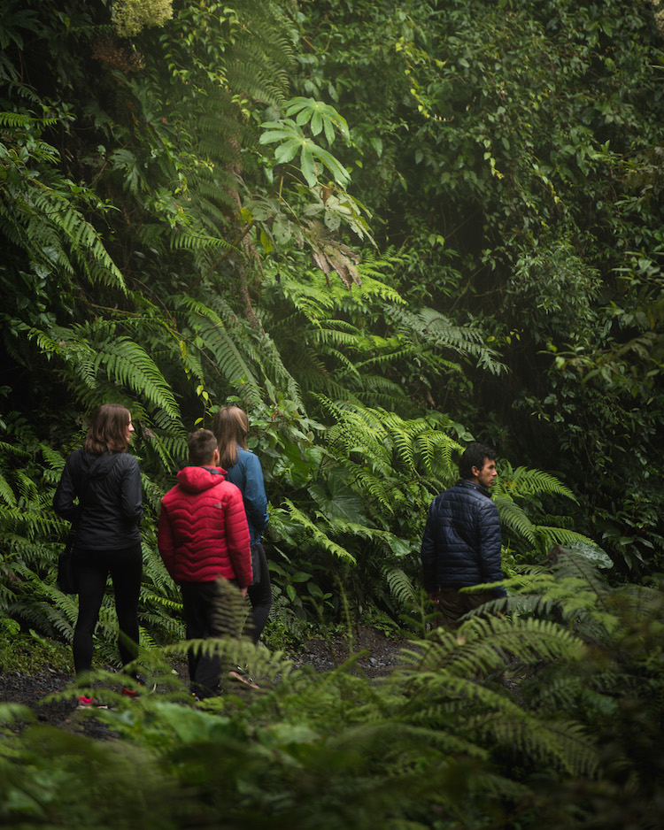 wandeling door manu jungle in peru